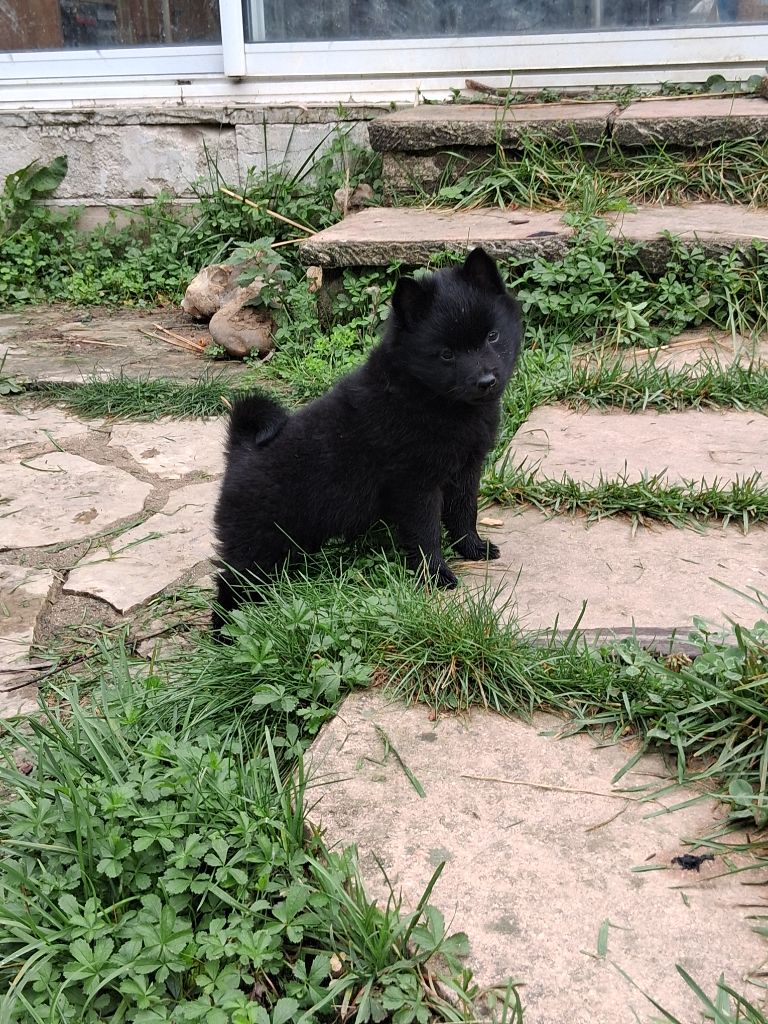 Amore mio dit (akira) de la vallée du grand loup