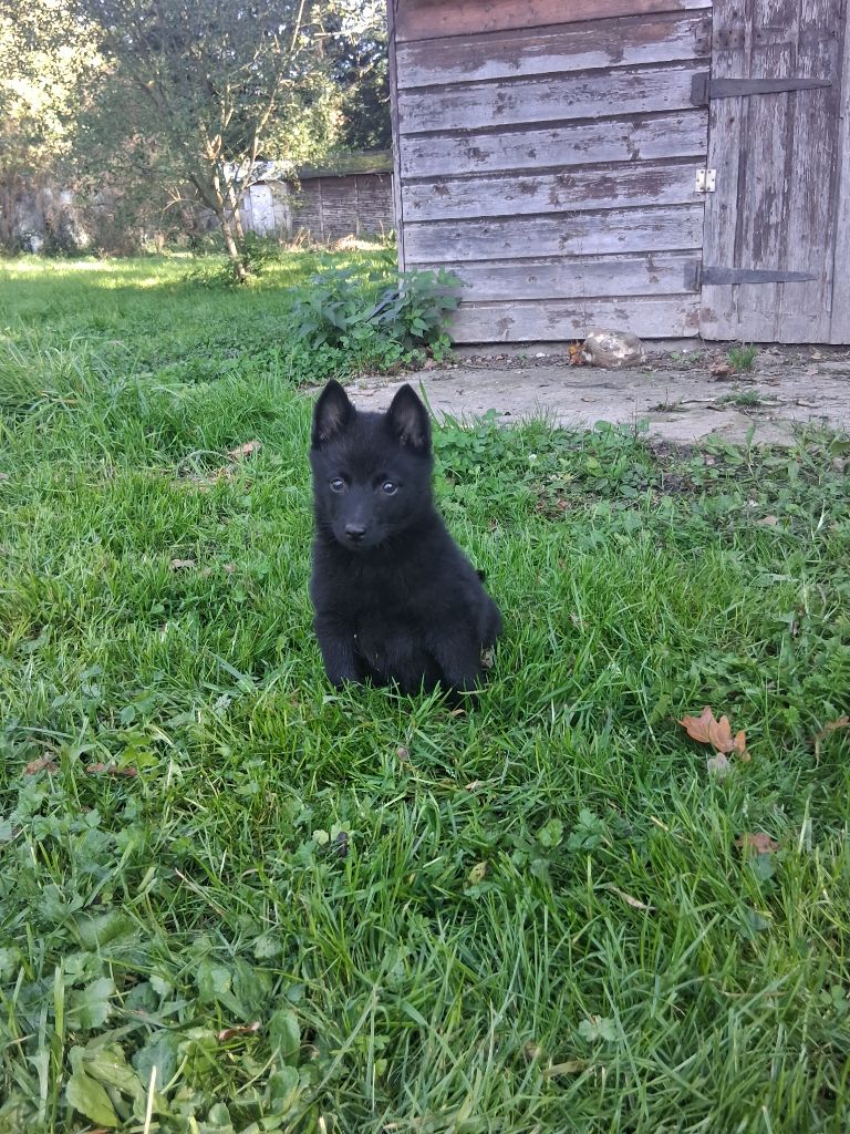 A l'encre de tes yeux (abby) de l'empire du Phoenix