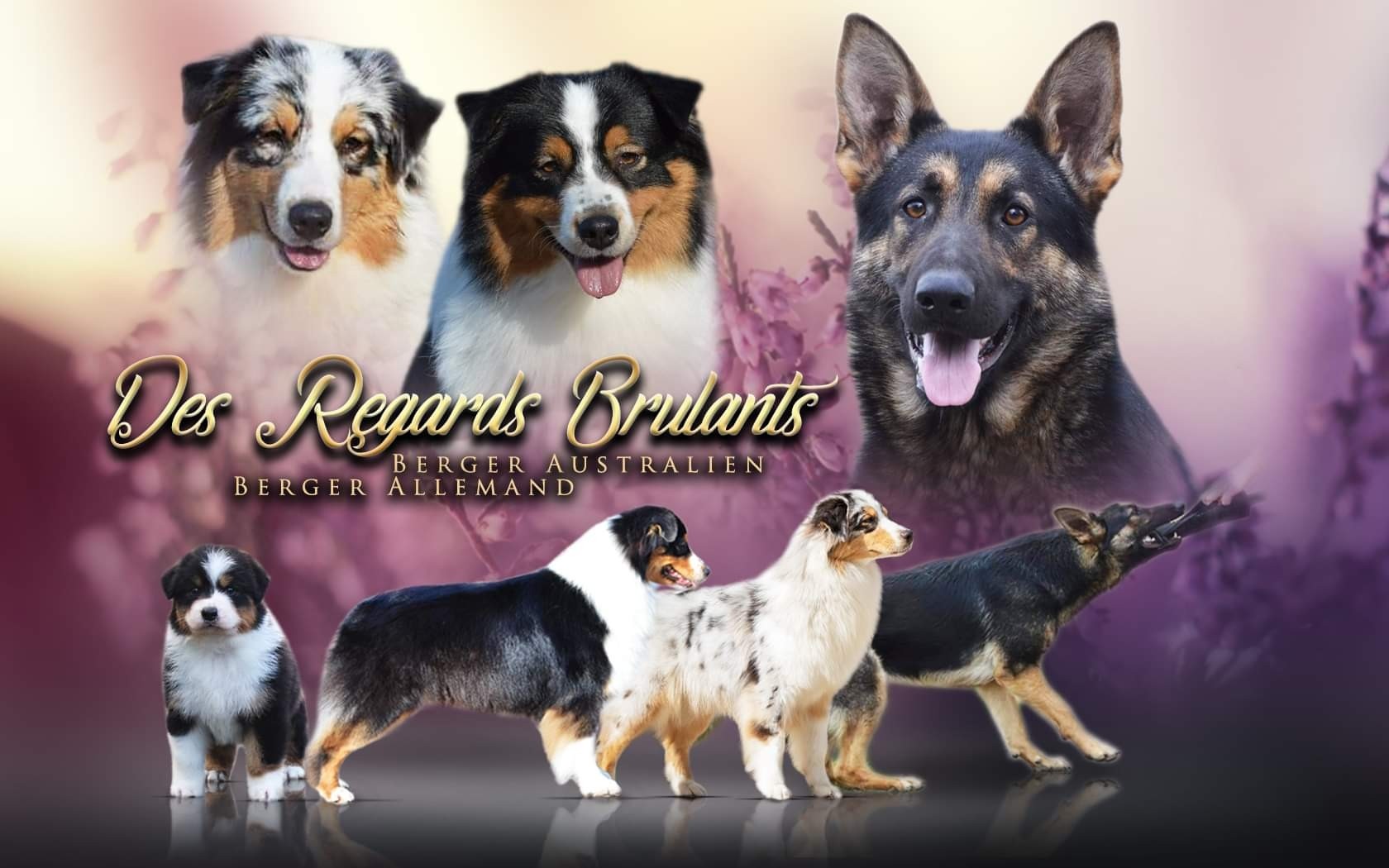 Des Regards Brulants