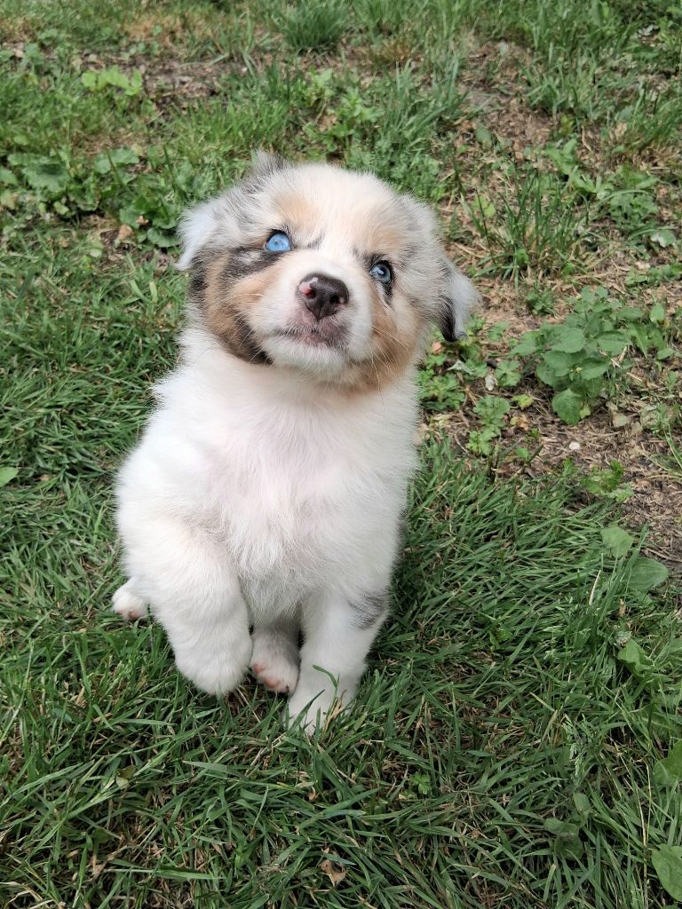 Des Regards Brulants - Chiots disponibles - Berger Australien