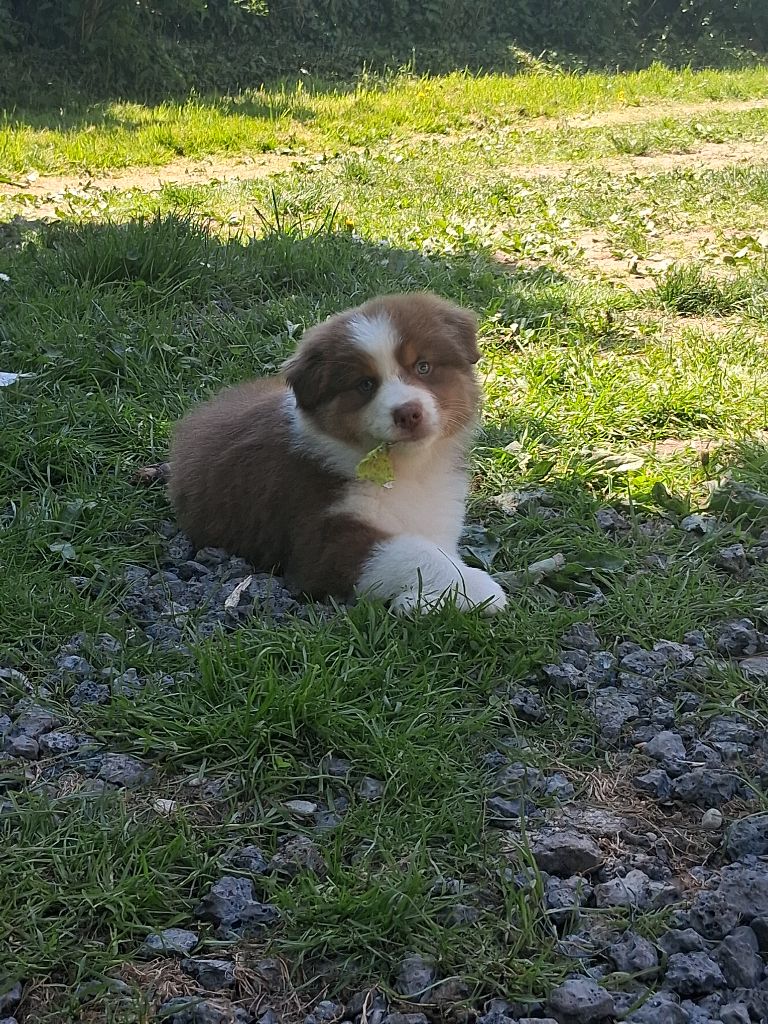 Des Regards Brulants - Chiots disponibles - Berger Australien