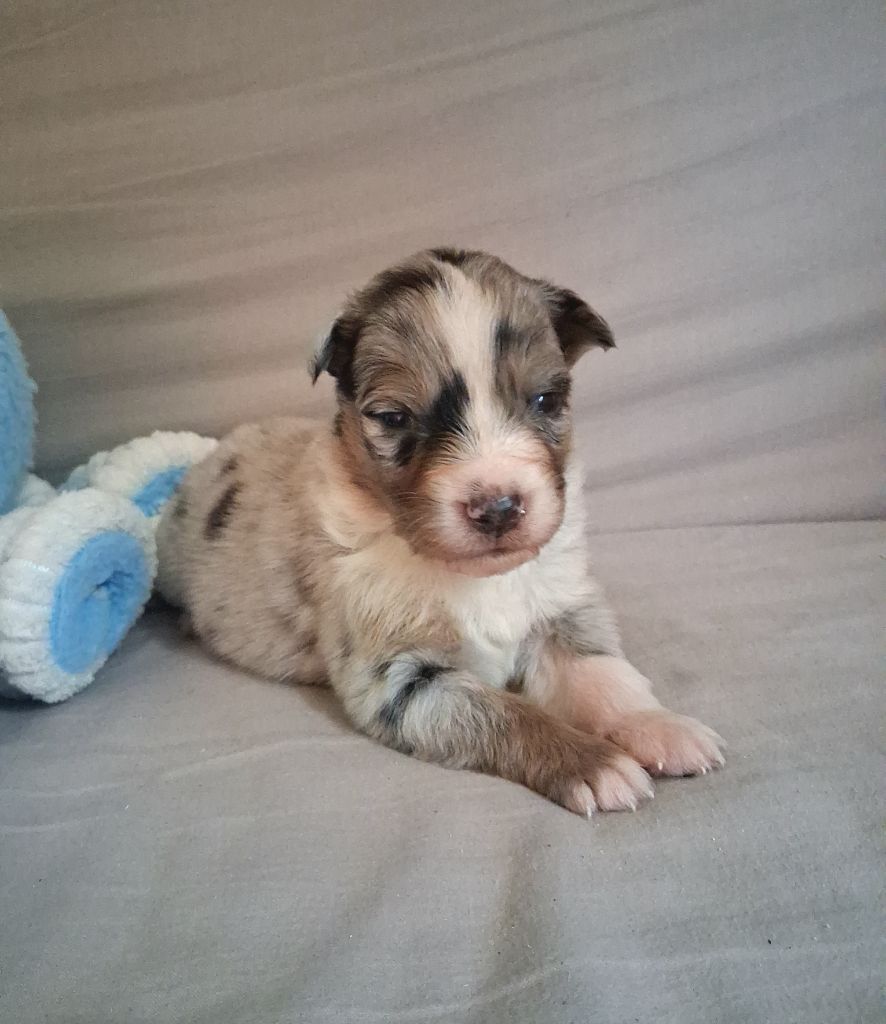 Des Regards Brulants - Chiots disponibles - Berger Australien