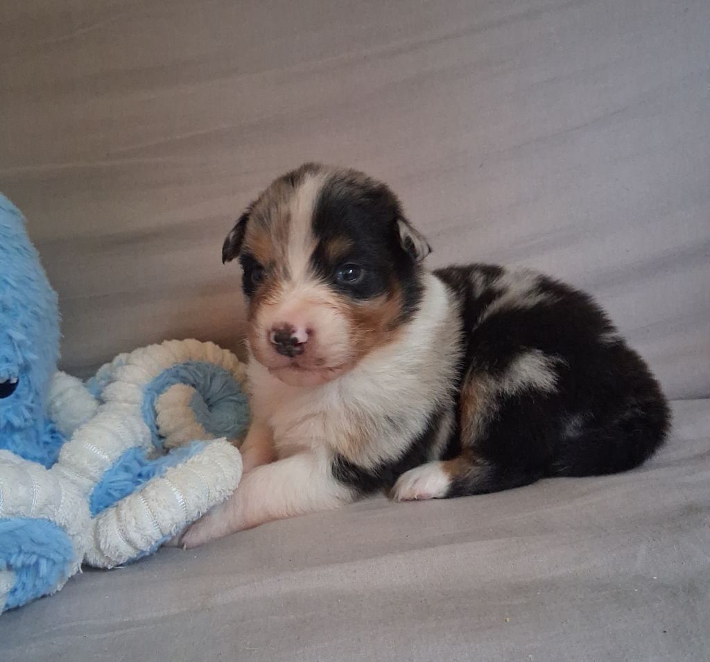 Des Regards Brulants - Chiots disponibles - Berger Australien