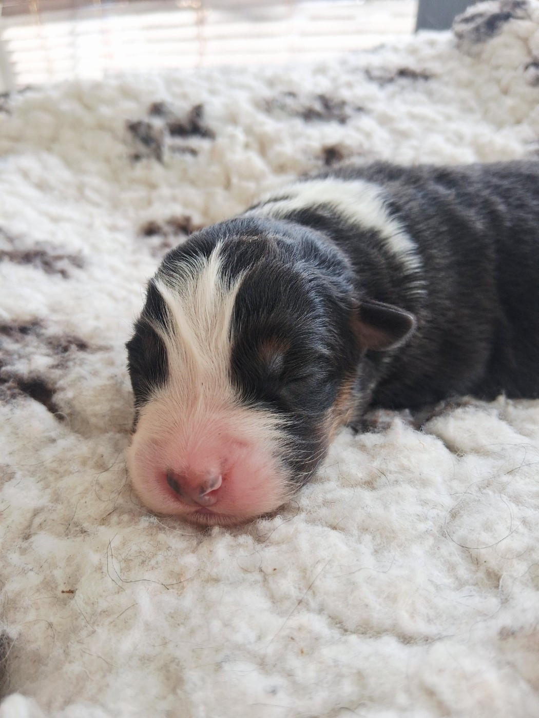Des Regards Brulants - Chiots disponibles - Berger Australien