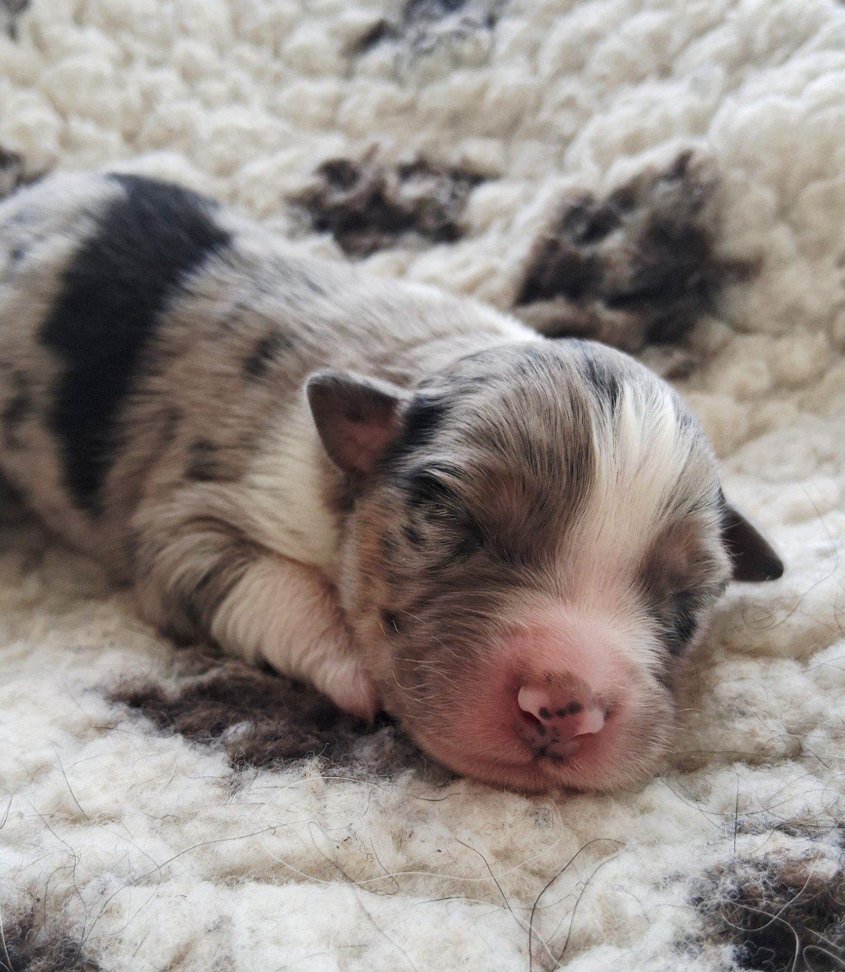 Des Regards Brulants - Chiots disponibles - Berger Australien