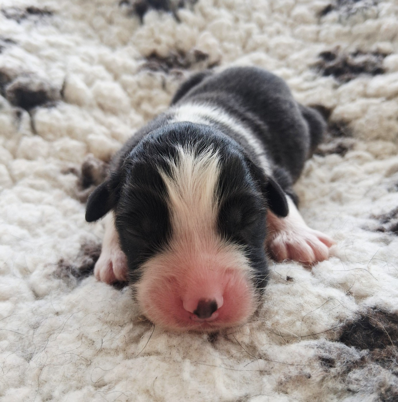 Des Regards Brulants - Chiots disponibles - Berger Australien