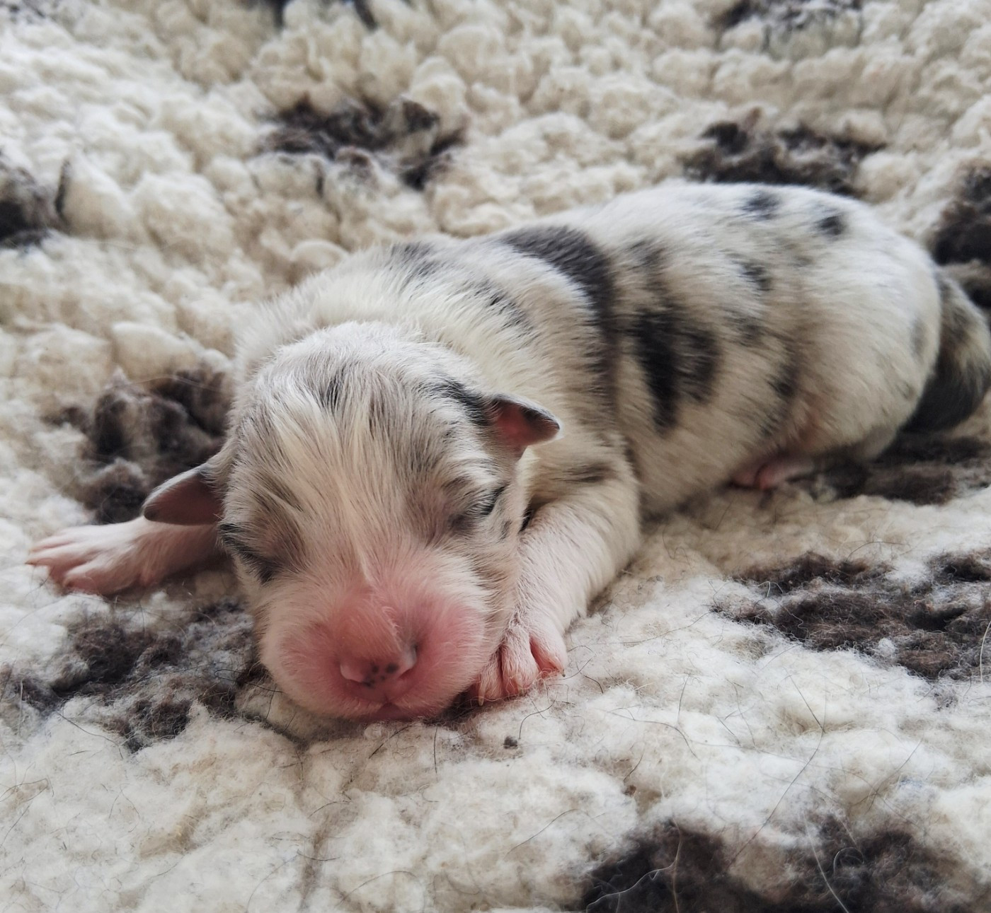 Des Regards Brulants - Chiots disponibles - Berger Australien