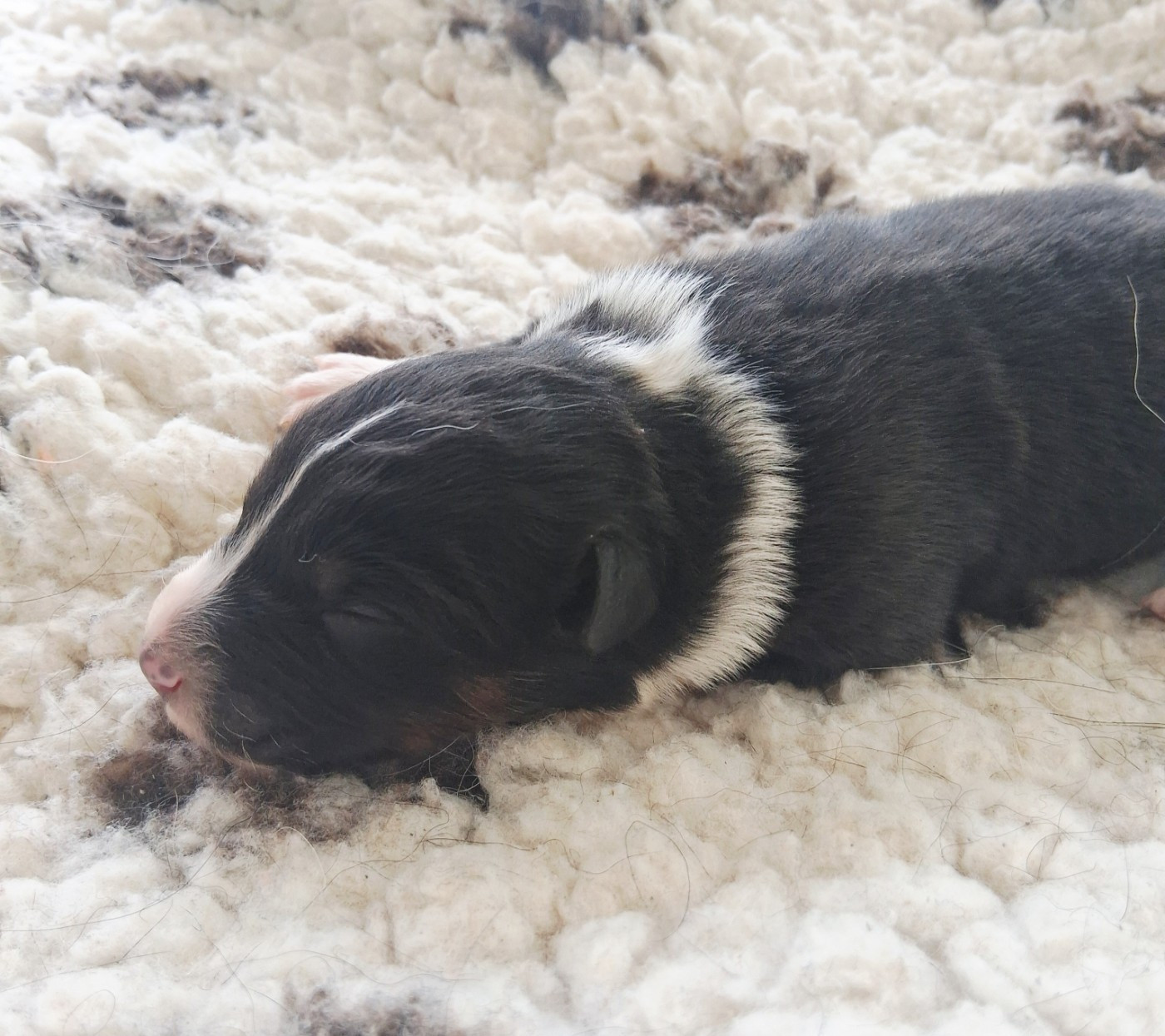 Des Regards Brulants - Chiots disponibles - Berger Australien