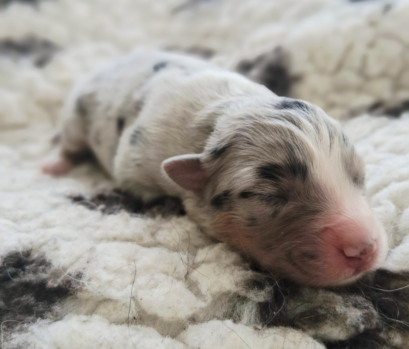 Des Regards Brulants - Chiots disponibles - Berger Australien