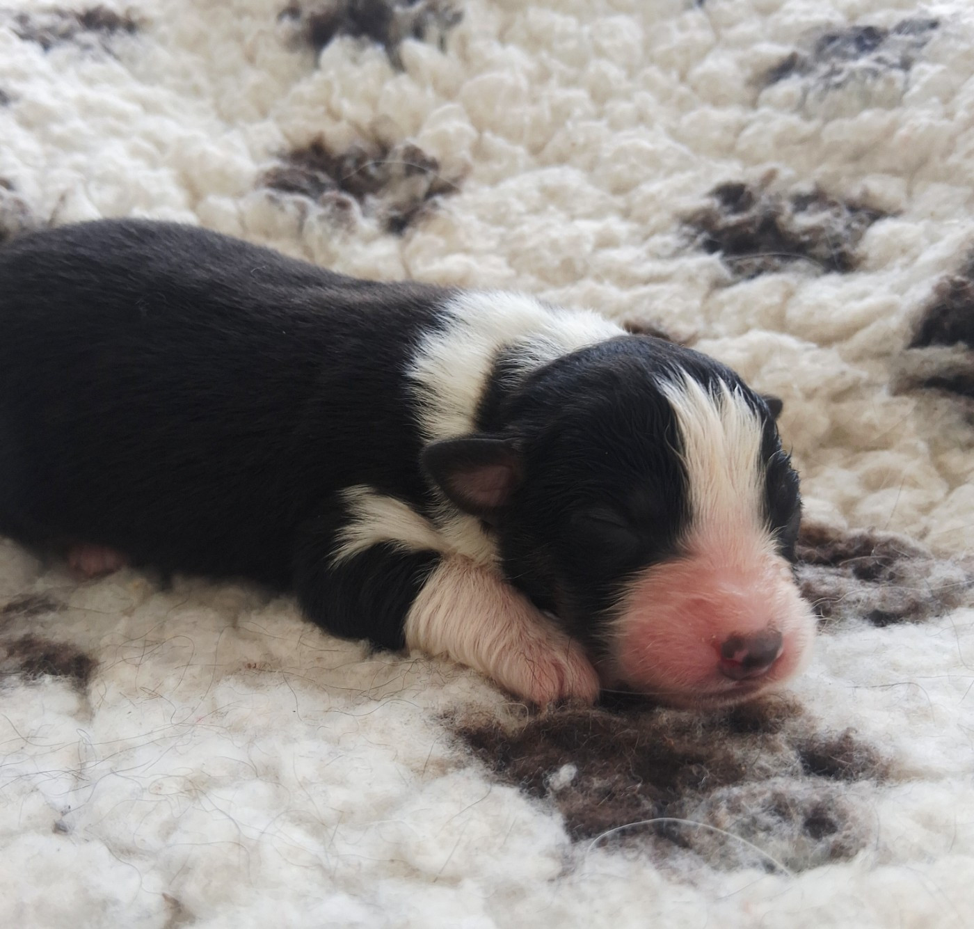 Des Regards Brulants - Chiots disponibles - Berger Australien