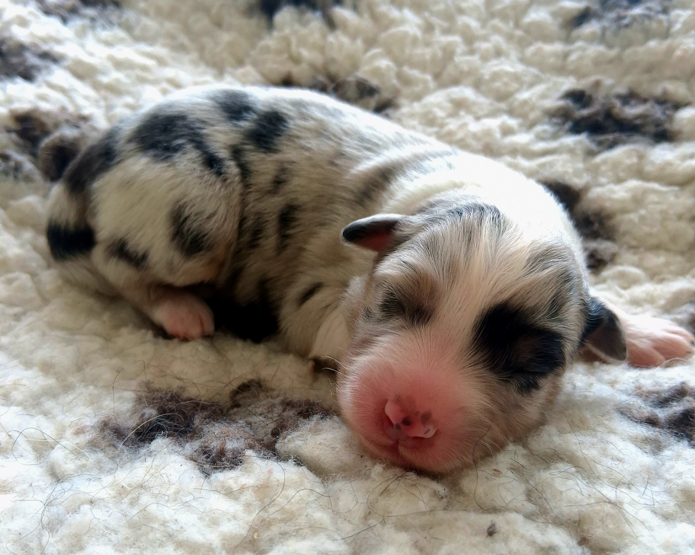 Des Regards Brulants - Chiots disponibles - Berger Australien