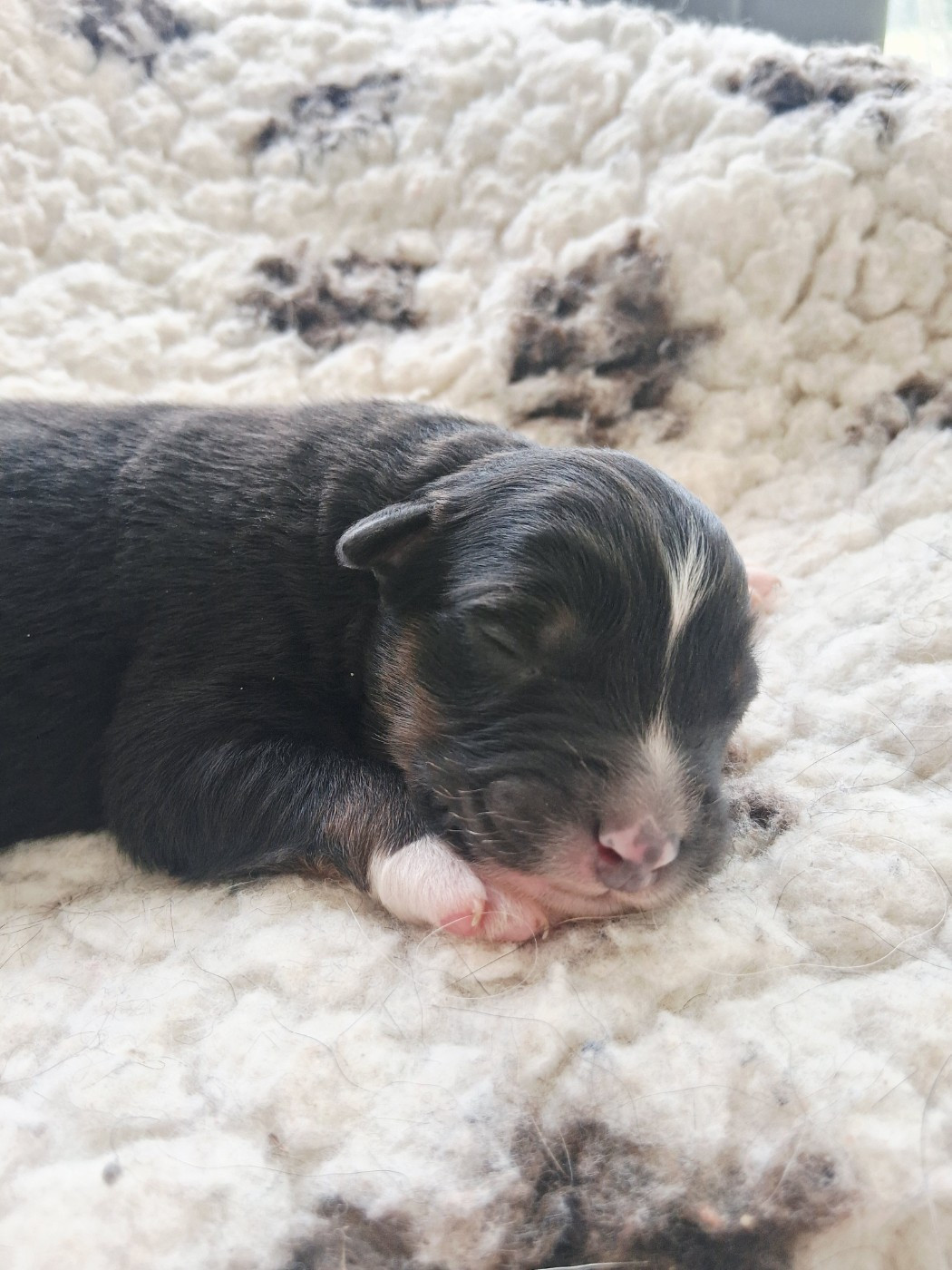 Des Regards Brulants - Chiots disponibles - Berger Australien