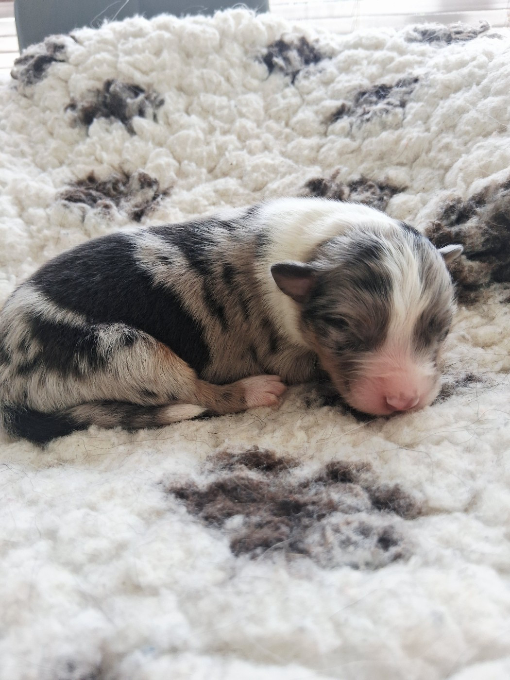 Des Regards Brulants - Chiots disponibles - Berger Australien