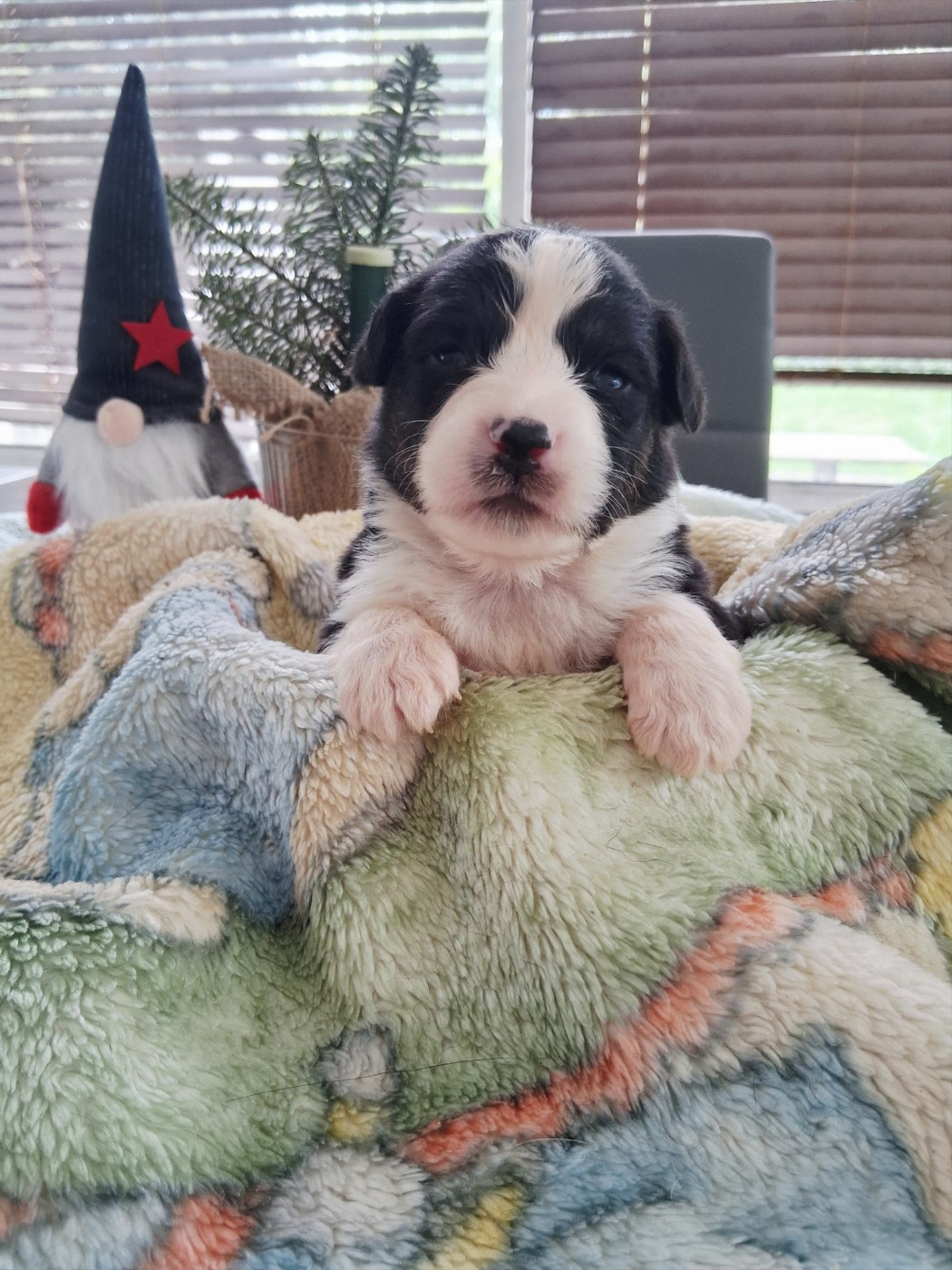 Des Regards Brulants - Chiots disponibles - Berger Australien
