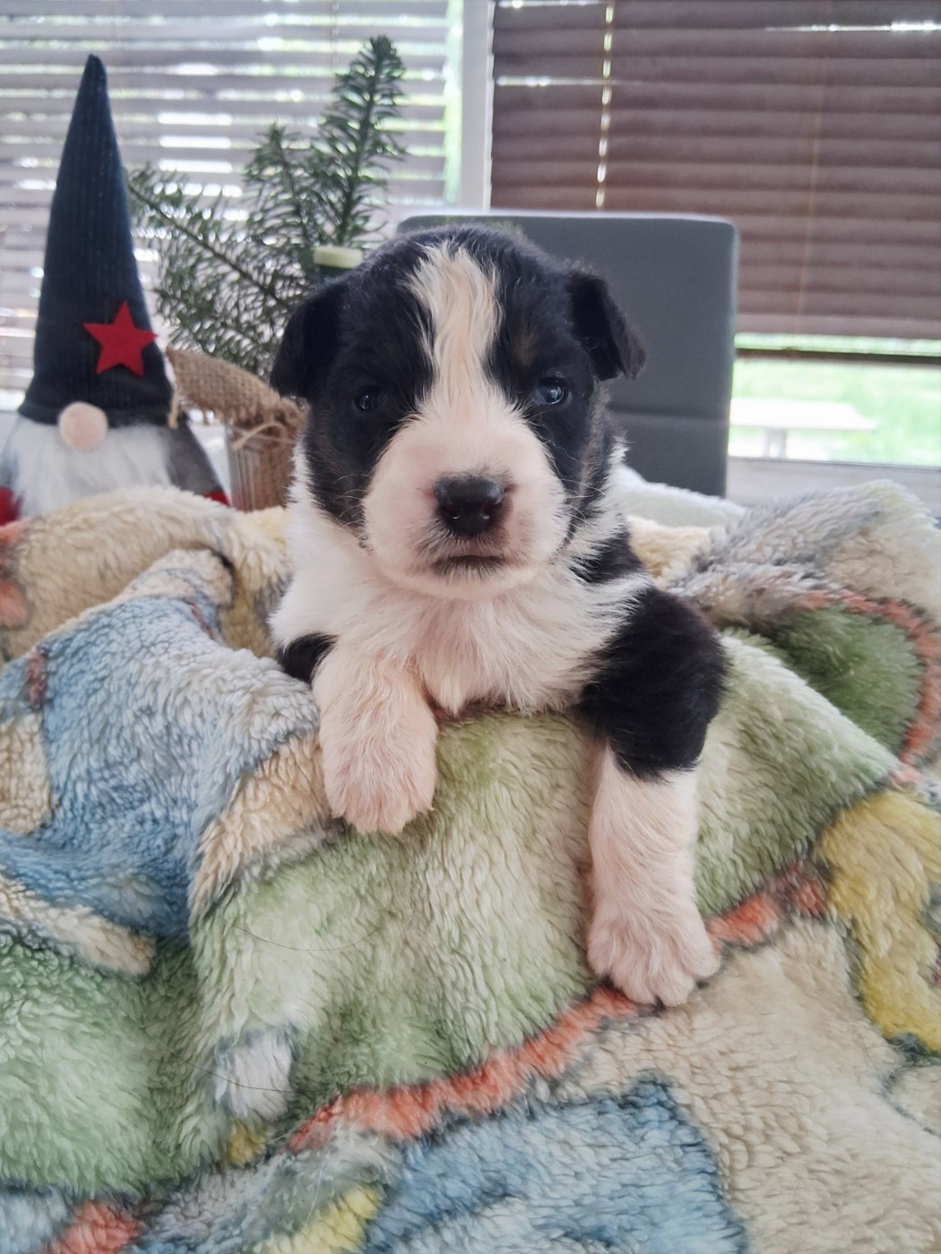 Des Regards Brulants - Chiots disponibles - Berger Australien