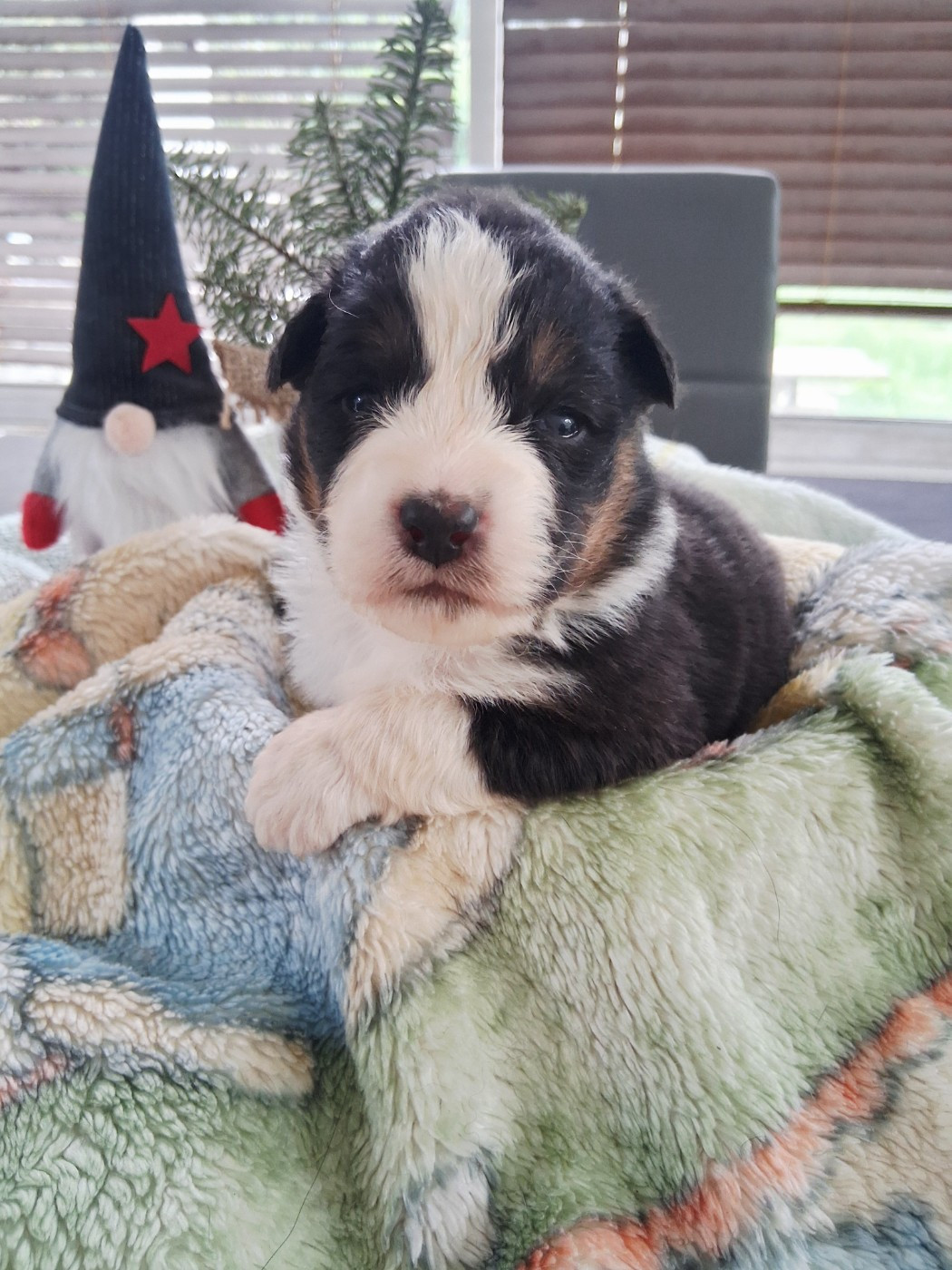 Des Regards Brulants - Chiots disponibles - Berger Australien