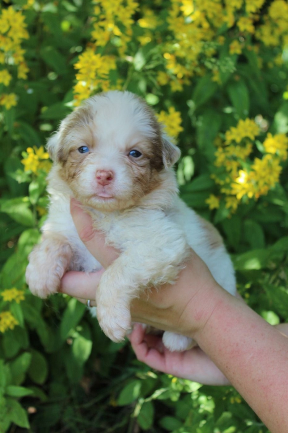Des Regards Brulants - Chiots disponibles - Berger Australien