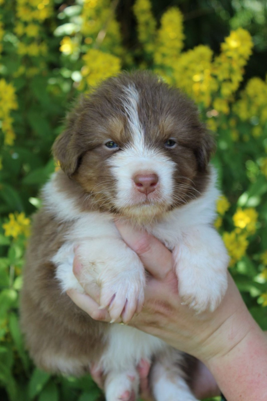 Des Regards Brulants - Chiots disponibles - Berger Australien