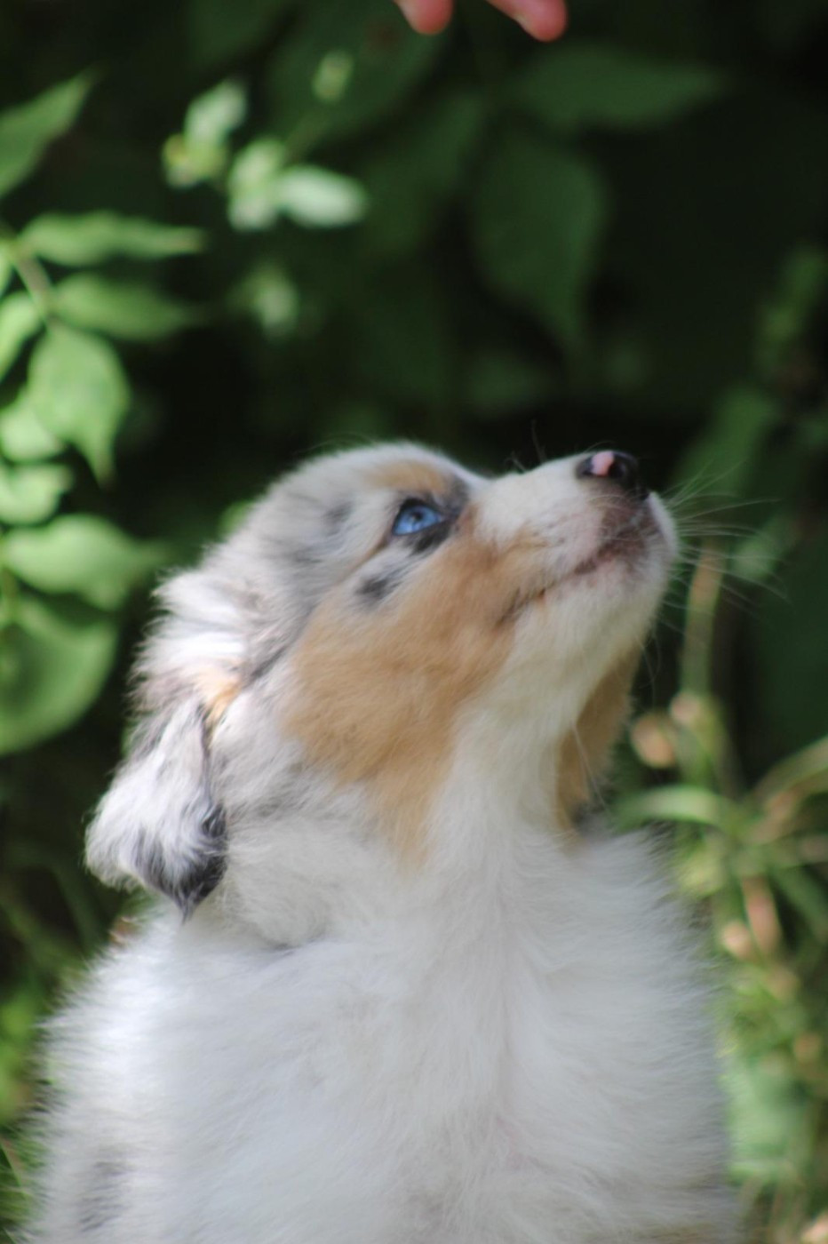 Des Regards Brulants - Chiots disponibles - Berger Australien