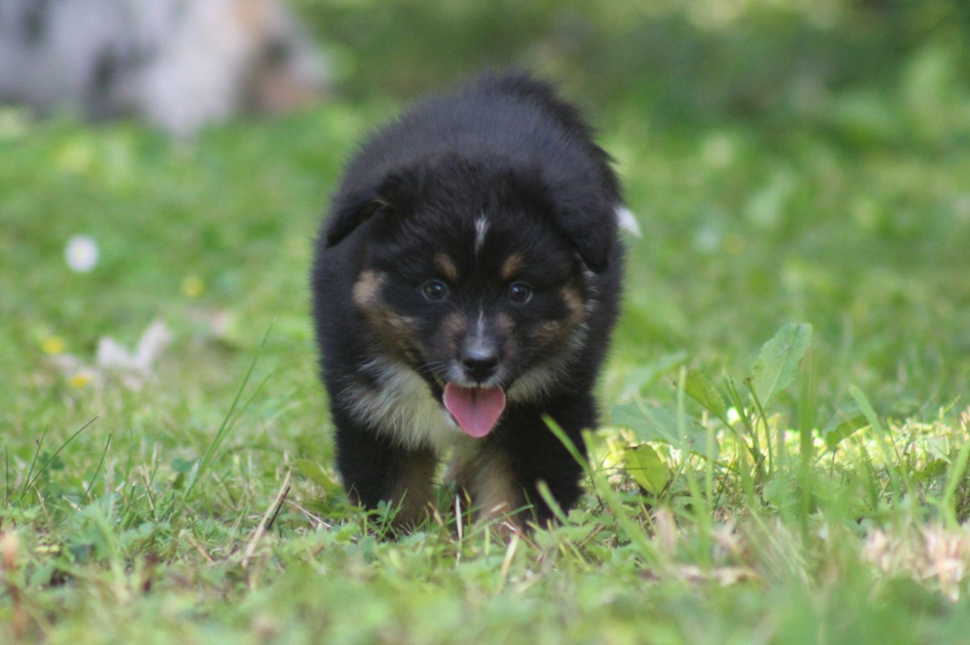 Des Regards Brulants - Chiots disponibles - Berger Australien
