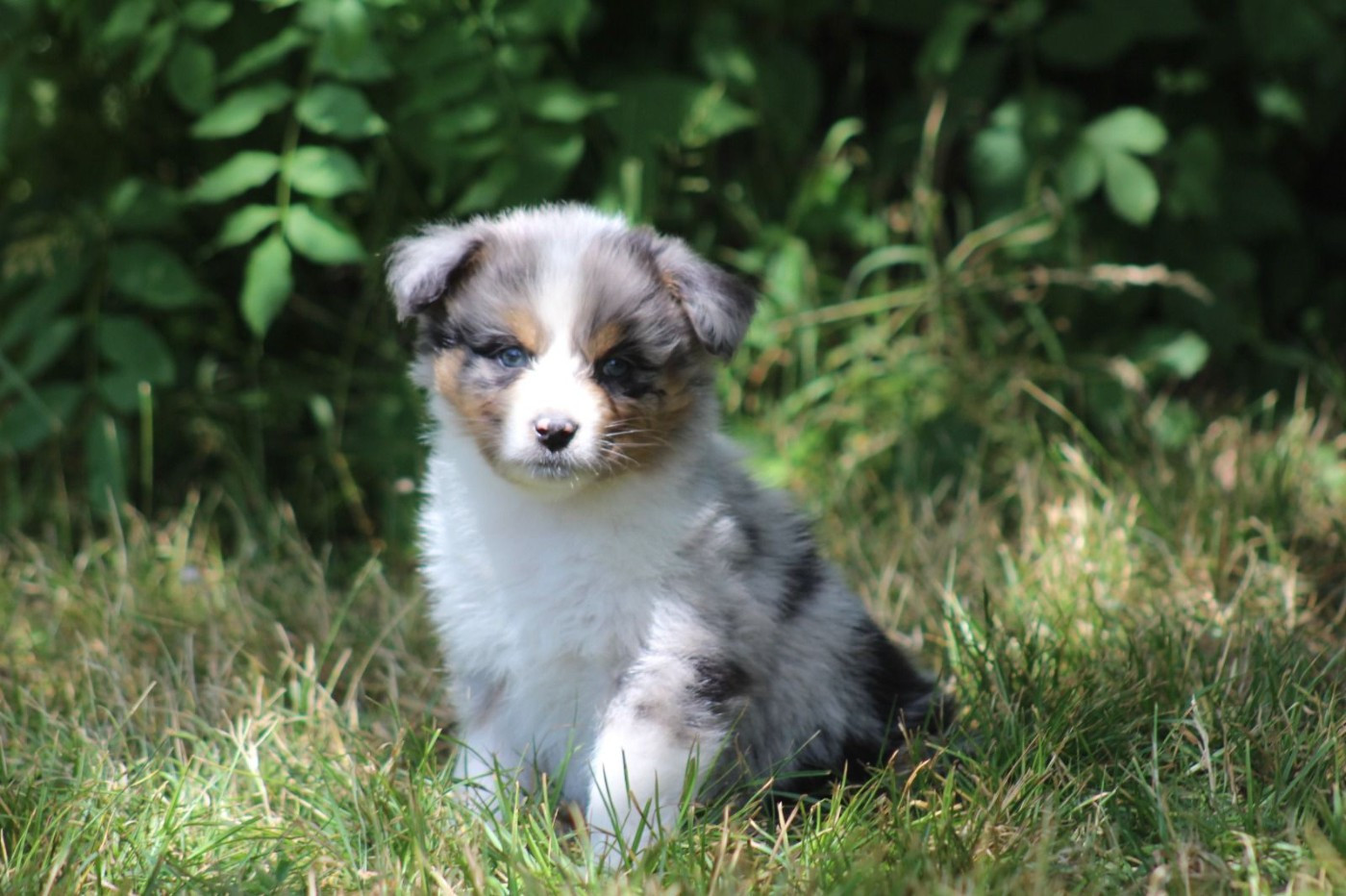 Des Regards Brulants - Chiots disponibles - Berger Australien