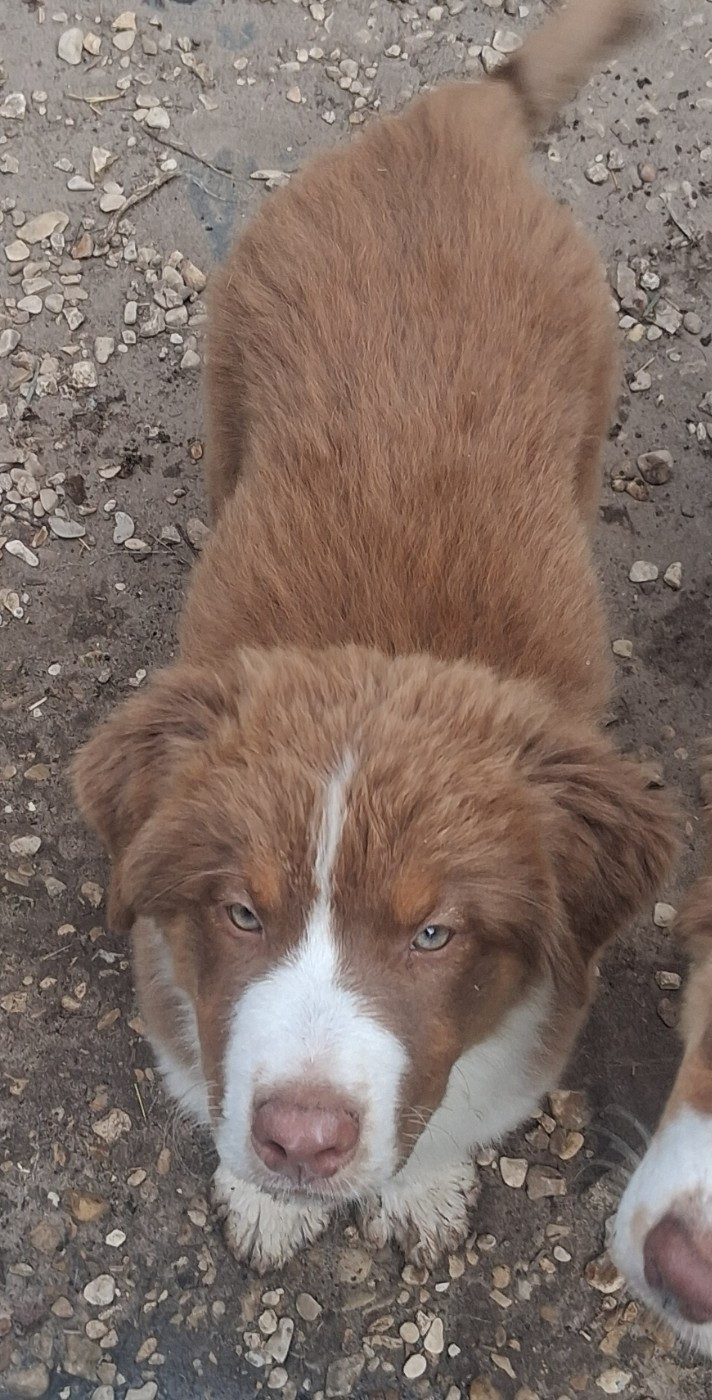 Des Regards Brulants - Chiots disponibles - Berger Australien