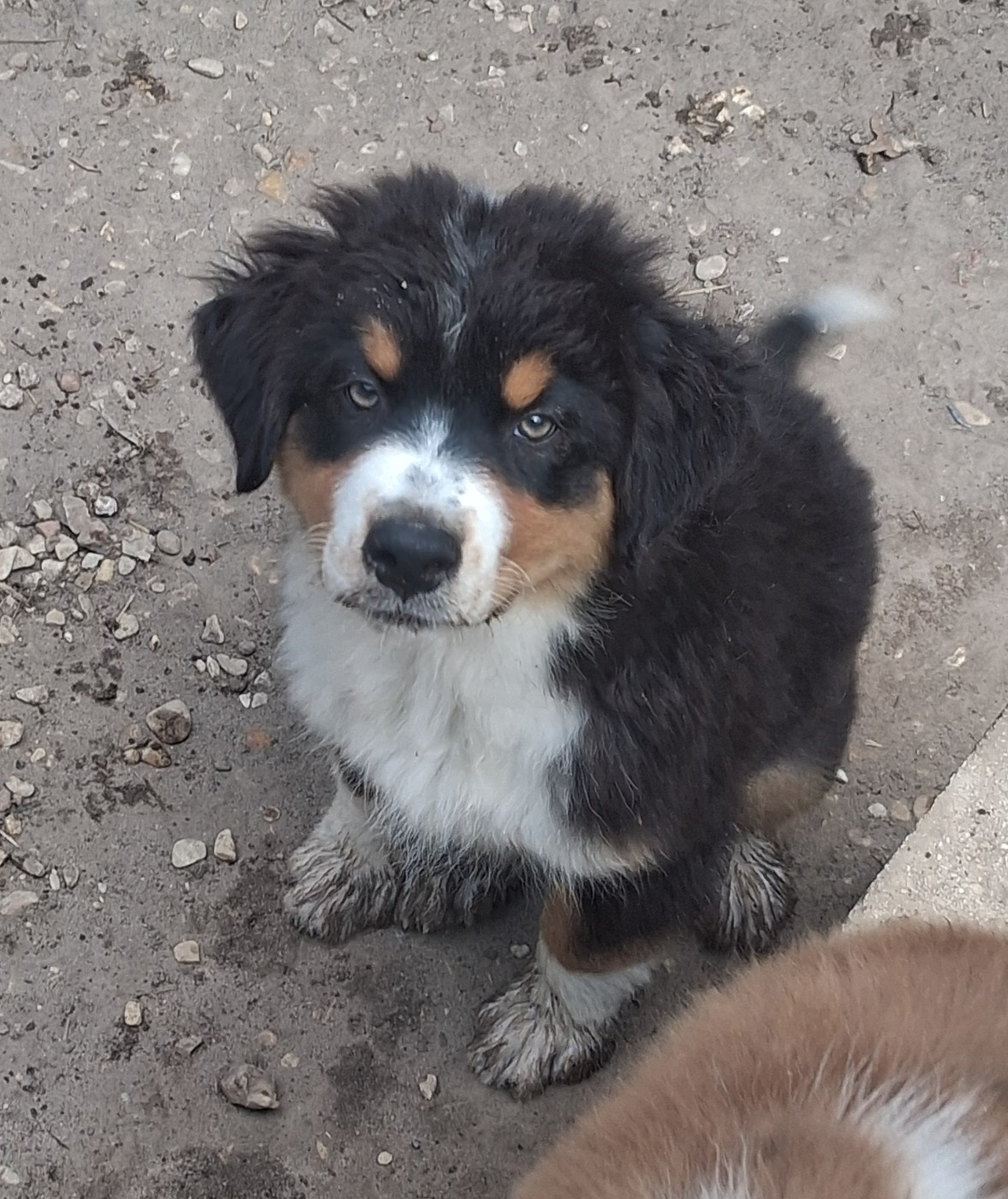 Des Regards Brulants - Chiots disponibles - Berger Australien