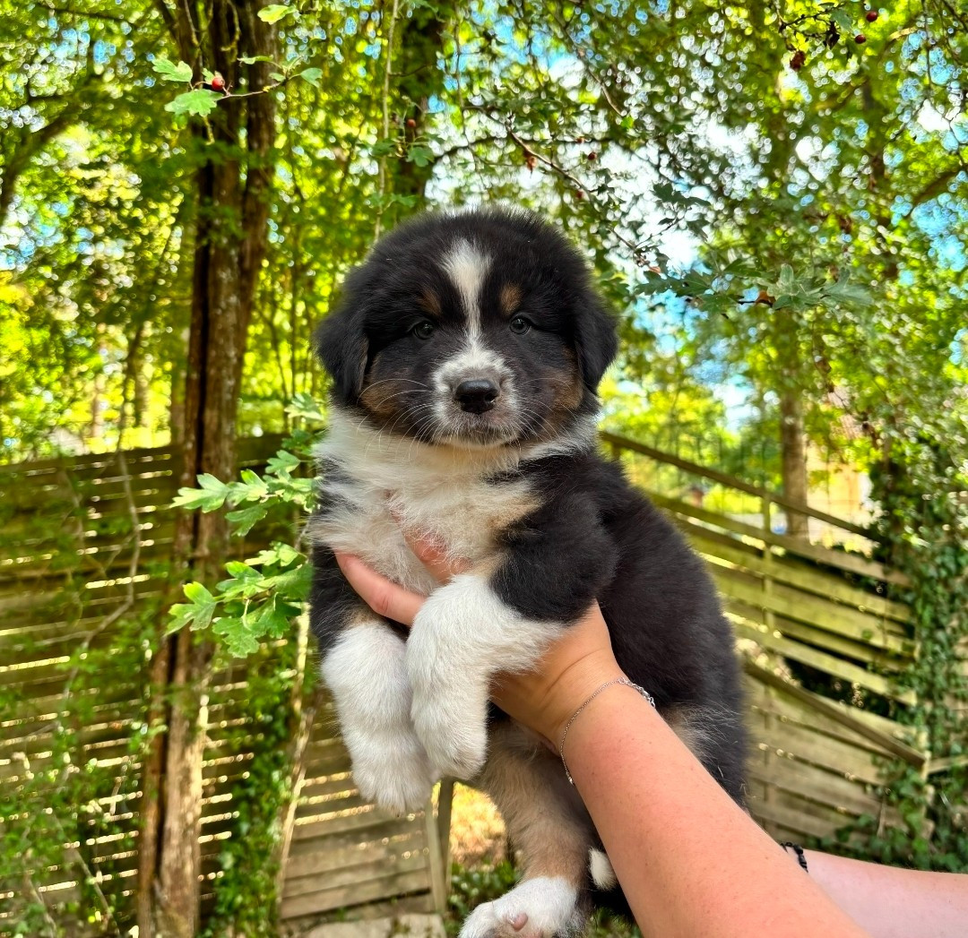 Des Regards Brulants - Chiots disponibles - Berger Australien