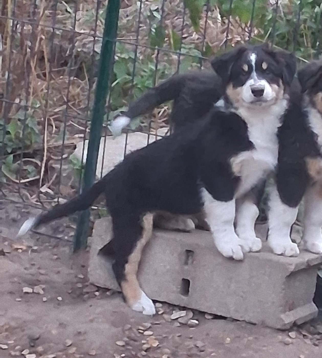 Des Regards Brulants - Chiots disponibles - Berger Australien