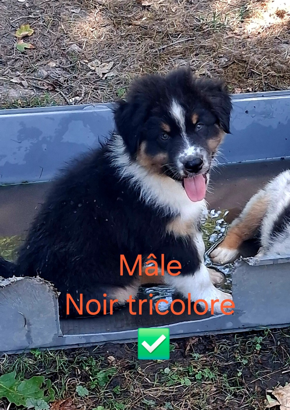 Des Regards Brulants - Chiots disponibles - Berger Australien