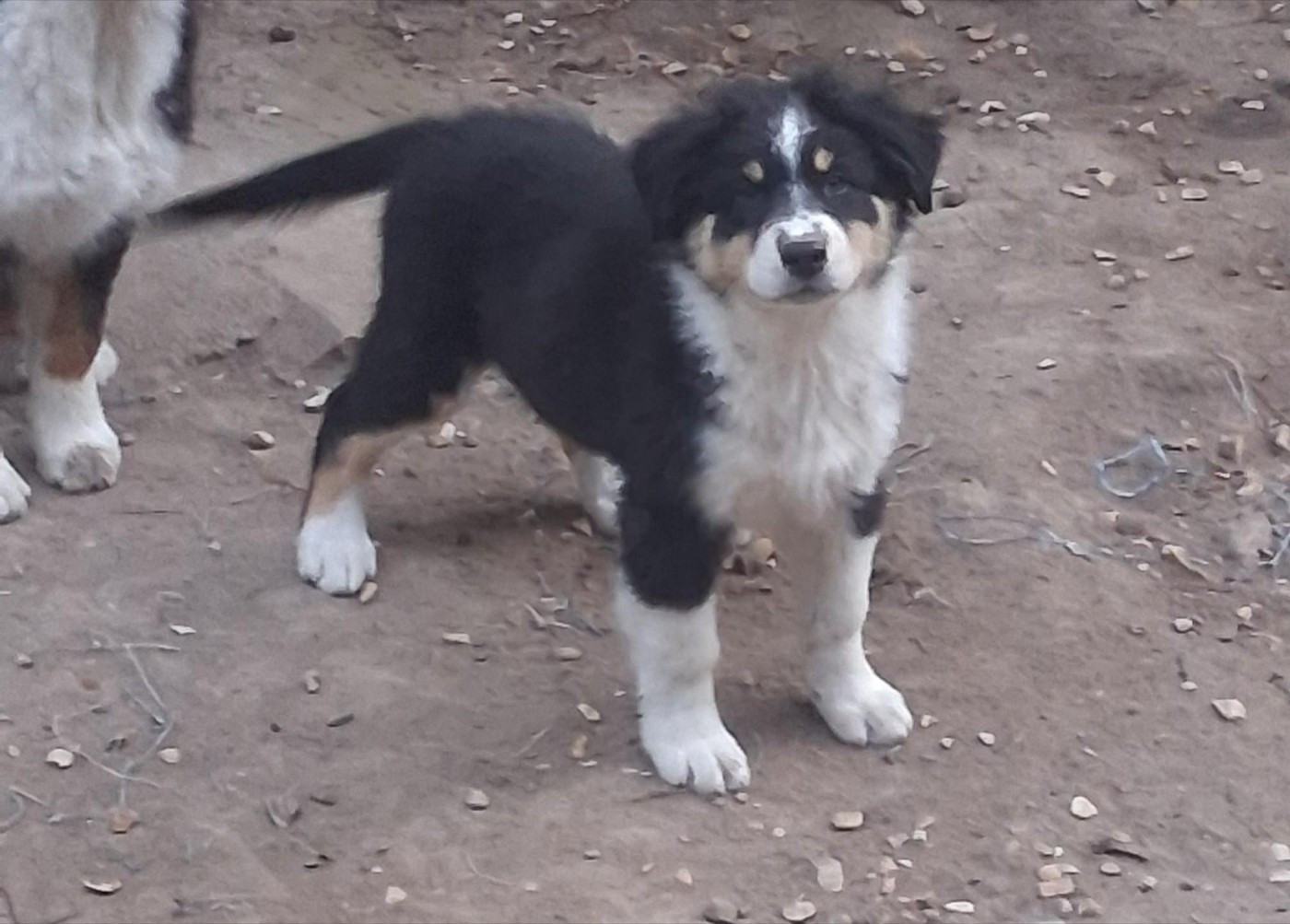 Des Regards Brulants - Chiots disponibles - Berger Australien
