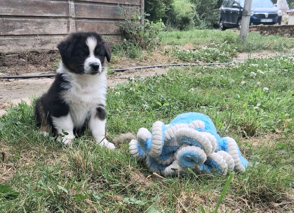 Des Regards Brulants - Chiots disponibles - Berger Australien