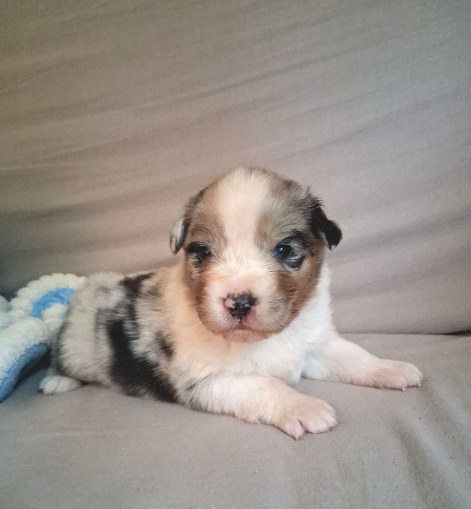 Des Regards Brulants - Chiots disponibles - Berger Australien