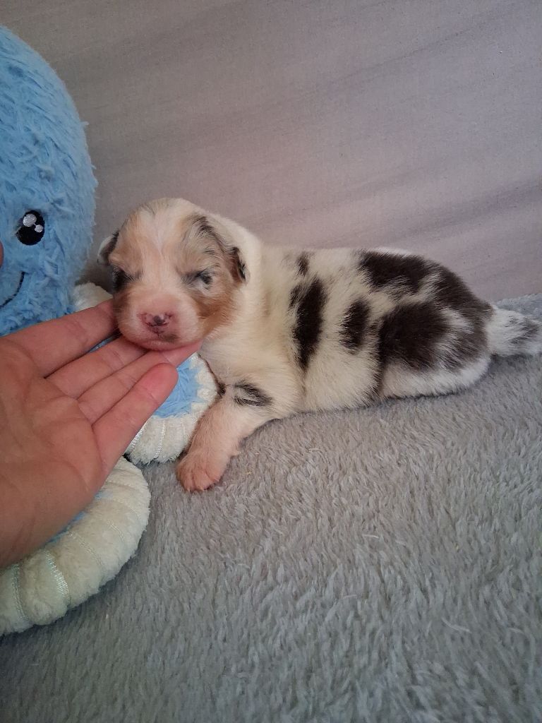 Des Regards Brulants - Chiots disponibles - Berger Australien