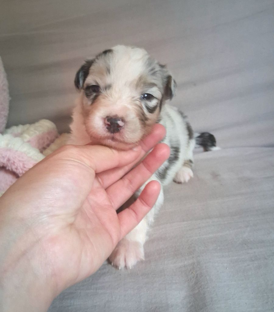 Des Regards Brulants - Chiots disponibles - Berger Australien