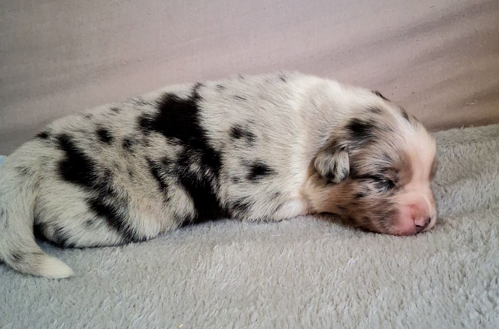 Des Regards Brulants - Chiots disponibles - Berger Australien