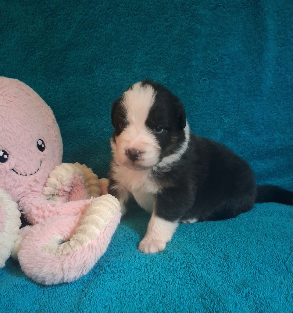 Des Regards Brulants - Chiots disponibles - Berger Australien