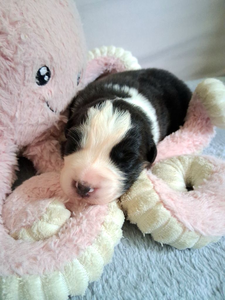 Des Regards Brulants - Chiots disponibles - Berger Australien
