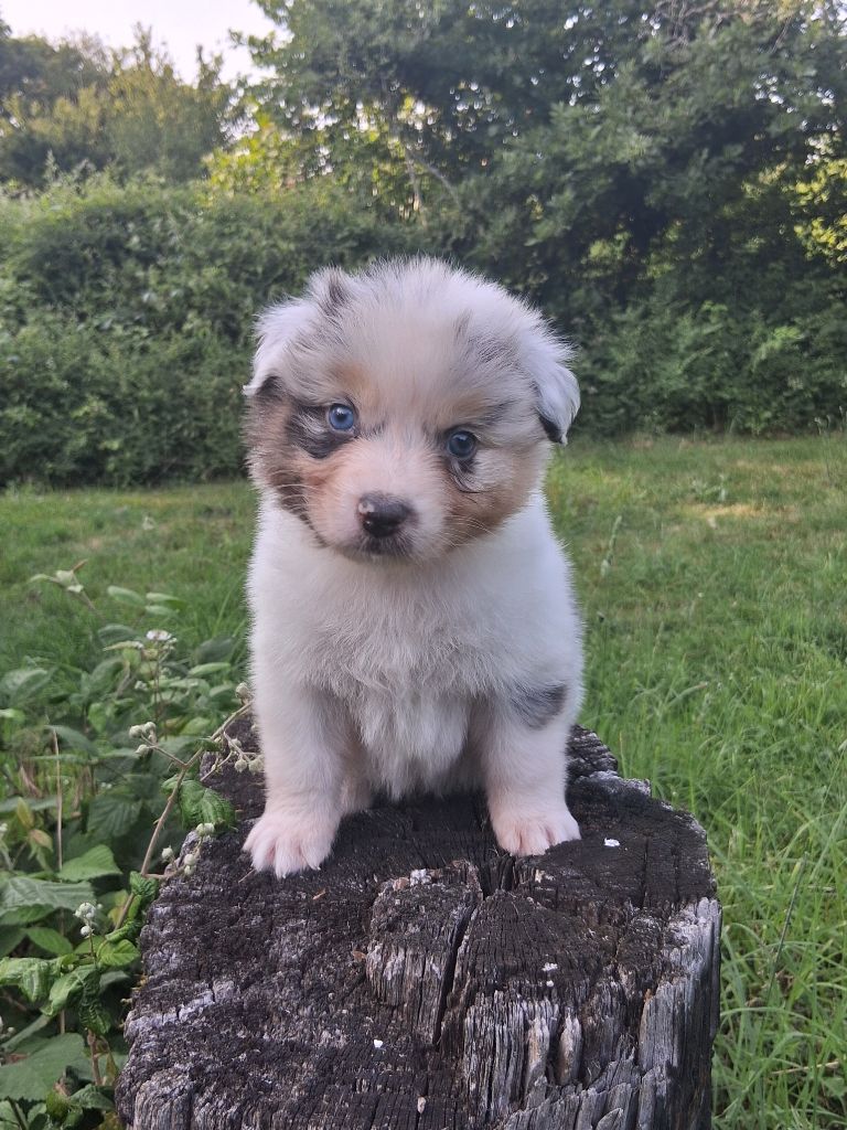 Des Regards Brulants - Chiots disponibles - Berger Australien