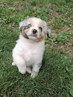 CHIOT 3