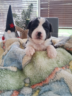 CHIOT 1