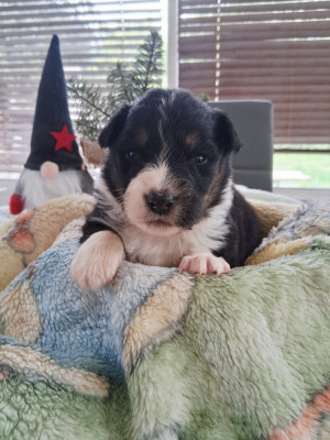 CHIOT 5