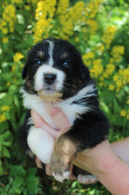 CHIOT 1