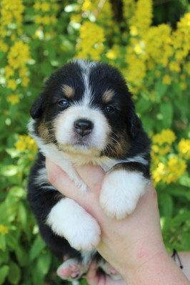 CHIOT 5