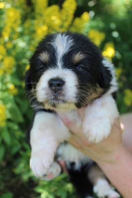 CHIOT 6