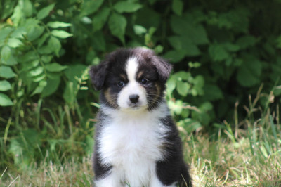 CHIOT 1