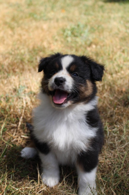 CHIOT 3