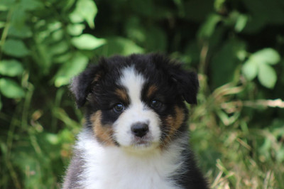 CHIOT 7