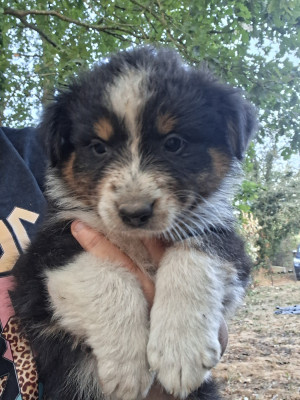 CHIOT 3
