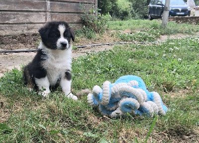 CHIOT 1